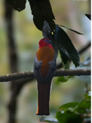 Red Headed Trogon